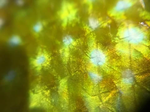 The fish background unit isolate Stock Photos