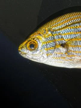 The fish background unit isolate Stock Photos