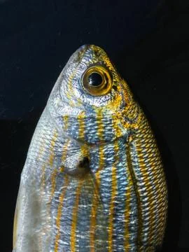 The fish background unit isolate Stock Photos