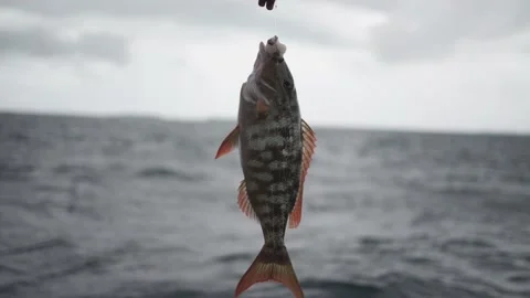 Fish on bait close-up on the background of the sea in a storm. Stock Footage 146887273