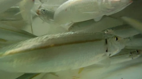 Fish: Bait in Live Well Stock Footage 7754648