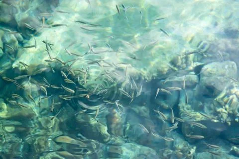 Fish Bait Foto stock
