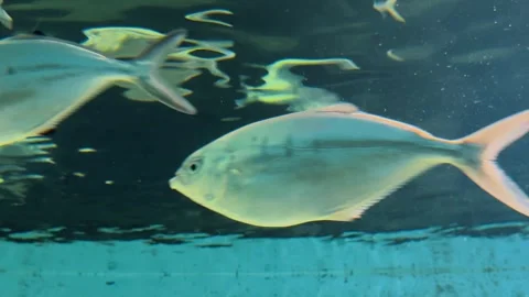 Fish in the Barcelona Aquarium 2 Stock Footage 345278035