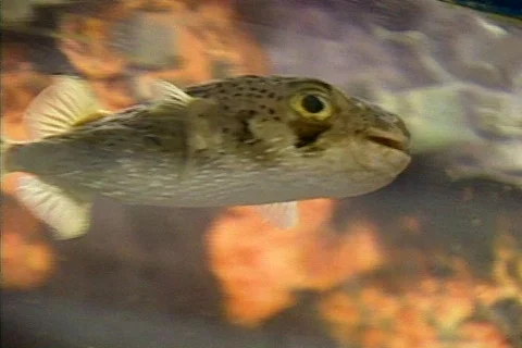 Fish BarneyG Stock Footage 282116