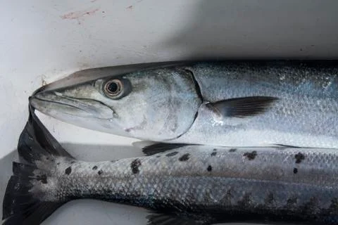 Fish barracuda 스톡 사진