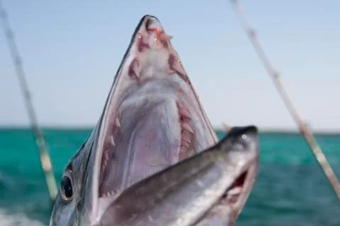 Fish barracuda 스톡 사진