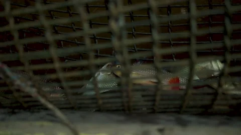 Fish in a basket Stock Footage 216014909