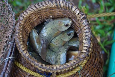 Fish in a Basket Foto stock