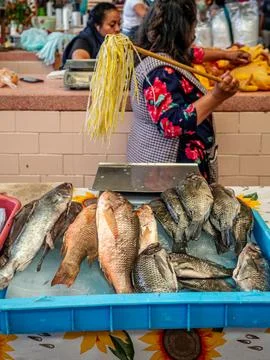 Fish in the bazaar Stock Photos