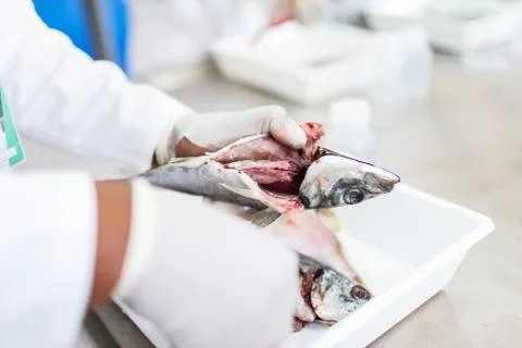 Fish to be tested in the laboratory, scissors. Stock Photos