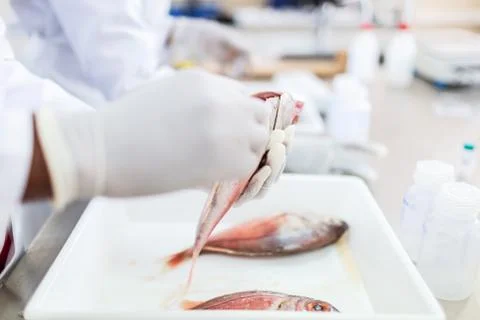 Fish to be tested in the laboratory, scissors. Foto stock