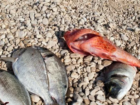 Fish on the beach background Stock Photos