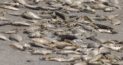 Fish on beach during Red tide event in Florida Stock-Footage 94332743