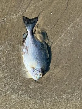 Fish on  the beach Stock Photos