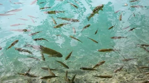 Fish in beautiful Lake Stock Footage 11755043