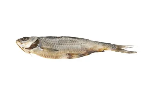 Fish for beer isolated on white background Stock Photos