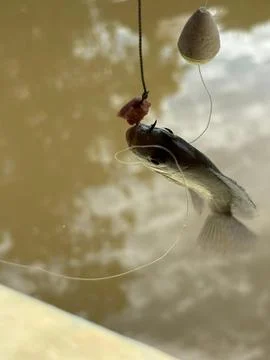 Fish being caught Stock Photos