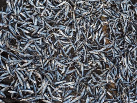 Fish being dried Stock Photos