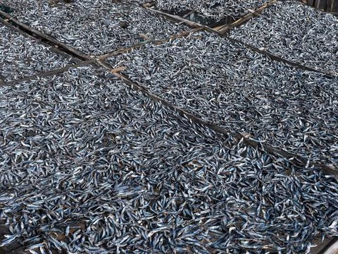 Fish being dried Stock Photos