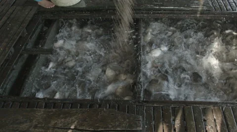 Fish being fed and animated in a pen at a fish farm on Mekong River in Vietnam Stock Footage 48165382
