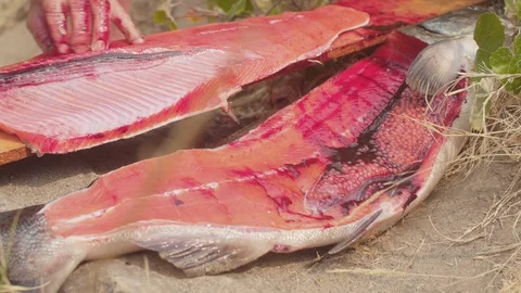 Fish being filleted Stock Footage 103750722
