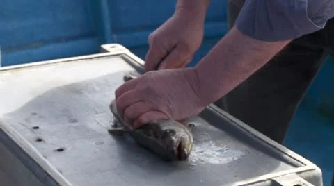 A fish being gutted 库存影片 12617835