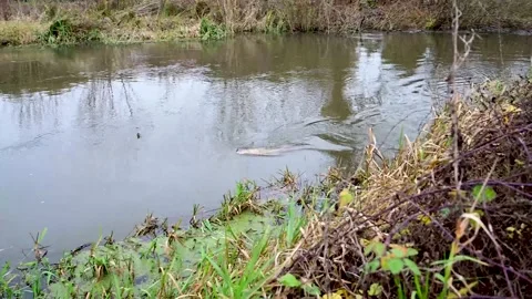 Fish being landed from winter river by sports angler Stock Footage 145528085