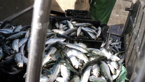 Fish being loaded from boat by fishermen in harbor slow motion 4k Stock Footage