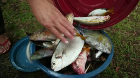 Fish being poured into a bucket 動画素材 10821226