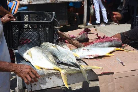 Fish being prepped Stock Photos