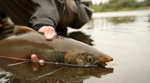 Fish Being Released back into a River Vídeo Stock 52511862
