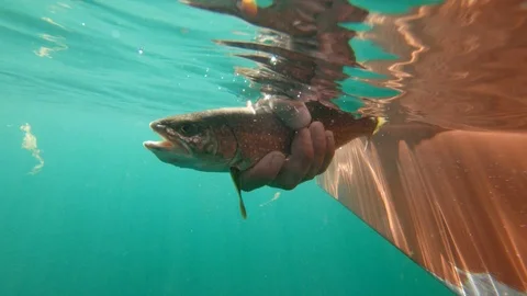 Fish being released back into the water from fisherman in boat 库存影片 90924493