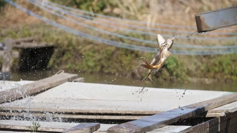 Fish being released into outdoor hatchery pond for stocking. Stock Footage 322792924