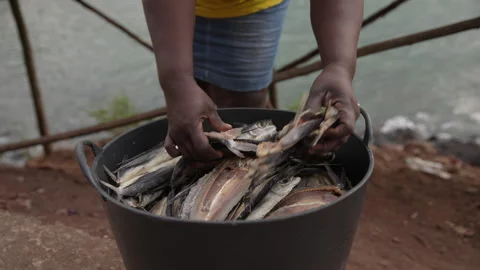 Fish being salted and dried for market Stock Footage 241571875
