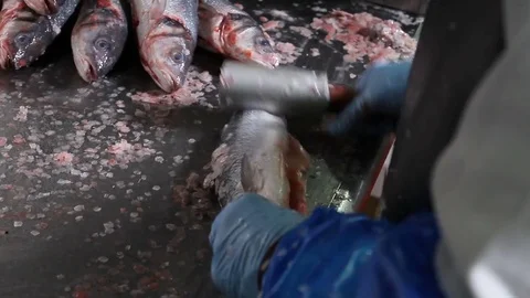 Fish being scaled seafood prep Stock Footage 71011001
