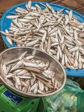 Fish being weighed on scales Stock Photos