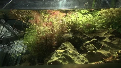 Fish belly algae green rock animal aquatic aquarium water Stock Footage 327217277
