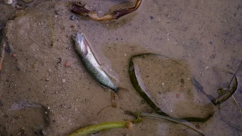 Fish belly up. close up. dead pike fish on the surface of the water 스톡 동영상 78605098