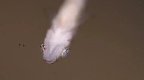Fish belly up.  close up Stock Footage 55235278
