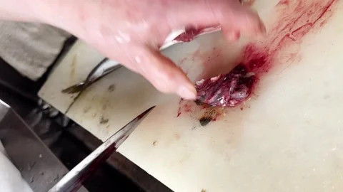 Fish Belly Cut Open with a Knife (Horse Mackerel), Fish Guide Part 6 of 12 Stock Footage 339918994