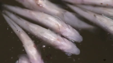 Fish belly up Stock Footage 55233344