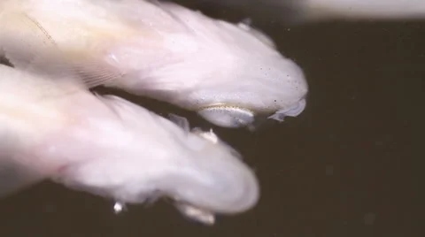 Fish belly up Stock Footage 55234380