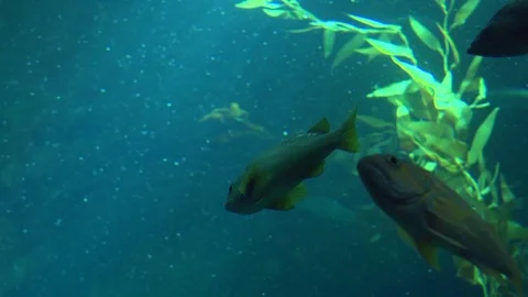 Fish From Below Stock Footage 82911021