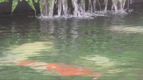 Fish Below the Waterfall Stock Footage 237474674