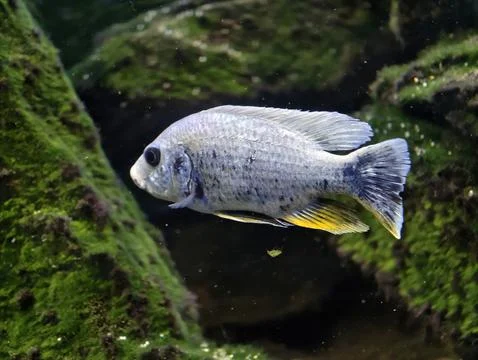 Fish beneath algae. Serene aquatic habitat featuring shimmering fish and te.. Stock Photos