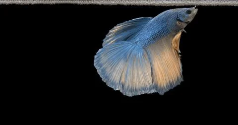 Fish Betta splendens Stock Photos
