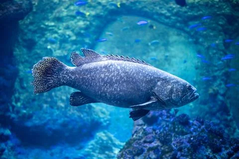 Fish between corals Foto stock