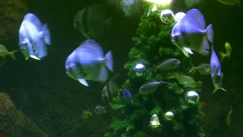 Fish In Big Aquarium Stock Footage 72689346