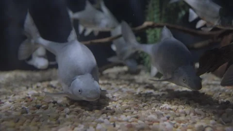 Fish with big bump on its back Stock Footage 315140652