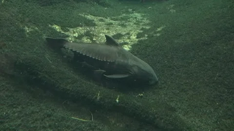 Fish big dark lying resting dead still bottom animal algae aquatic aquarium Stock Footage 327217286